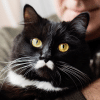 do cats remember previous families?