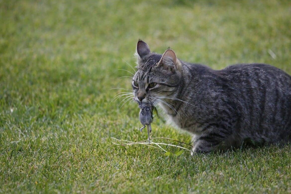 Why Does My Cat Bring Home Dead Animals?