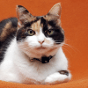 senior cat tips