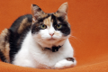 senior cat tips