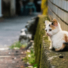 What to do when you find a stray kitten?