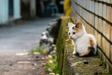 What to do when you find a stray kitten?