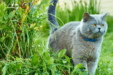 why do cats spray