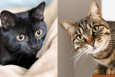 why don't cats blink often