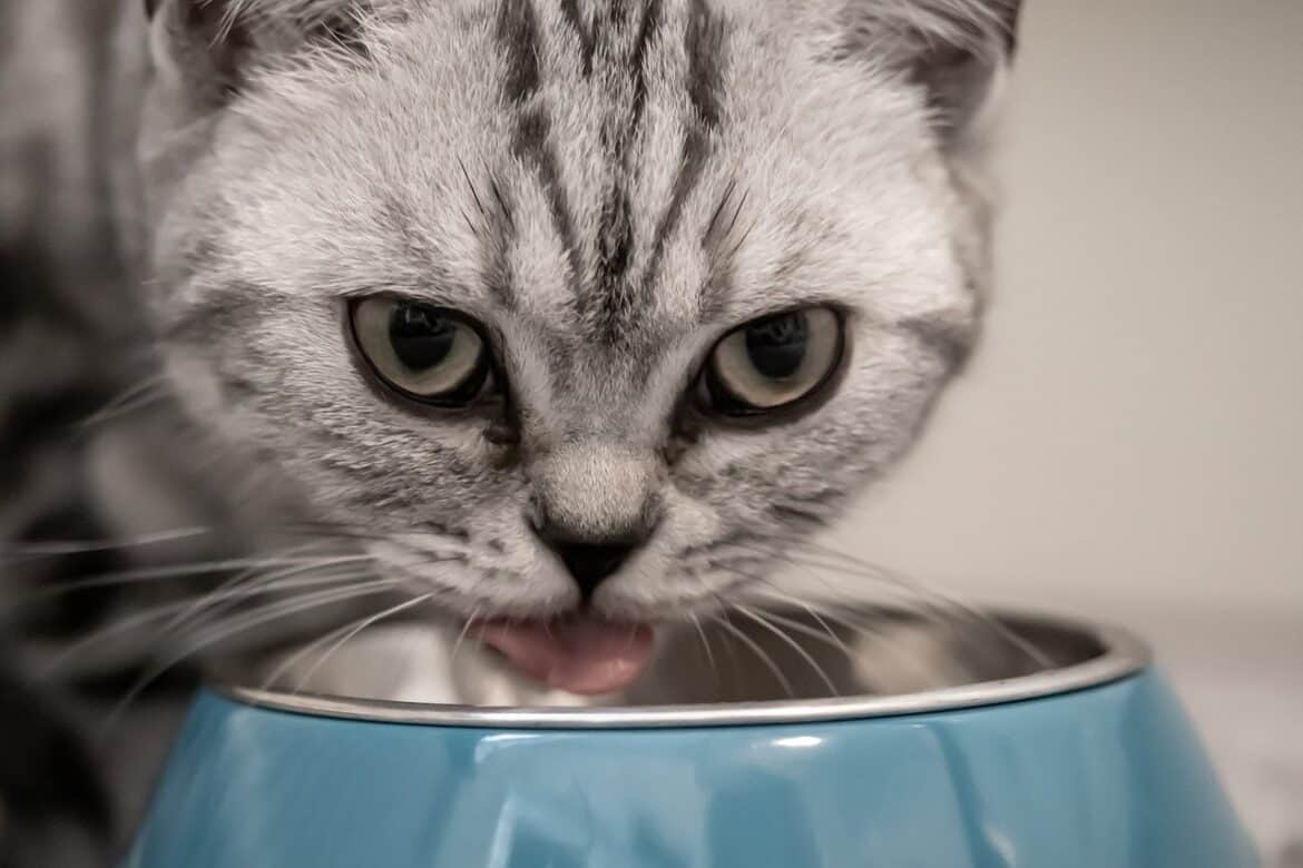 Why Won't My Cat Eat Wet Food? Cattitude Daily