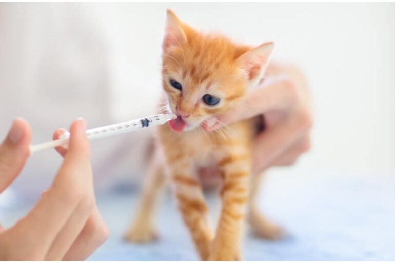Feline Incontinence: Why Is My Cat Leaking Urine?