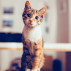 incredible things cats can sense