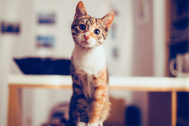 incredible things cats can sense