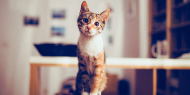 incredible things cats can sense