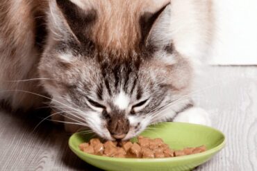 wet cat food