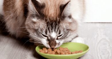 wet cat food