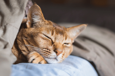 why do cats love to be warm