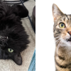 why do some cats have long fangs