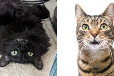 why do some cats have long fangs