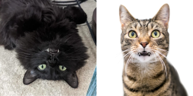 why do some cats have long fangs