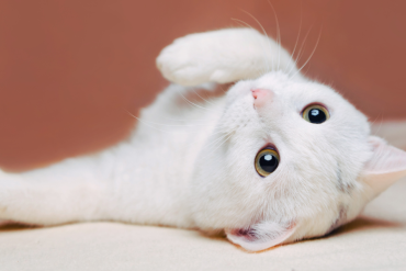 why doesn't my cat like belly rubs
