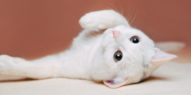 why doesn't my cat like belly rubs