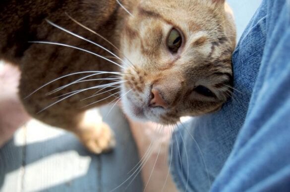Why Does My Cat Like To Headbutt Me 