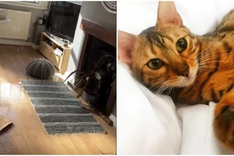 View of Feline Incontinence: Why Is My Cat Leaking Urine?