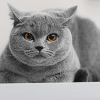 how to keep your cat off your counters