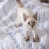 why do cats make biscuits?