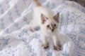 why do cats make biscuits?