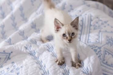 why do cats make biscuits?