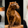 oriental shorthair cat facts