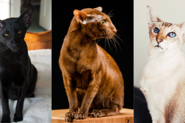 oriental shorthair cat facts
