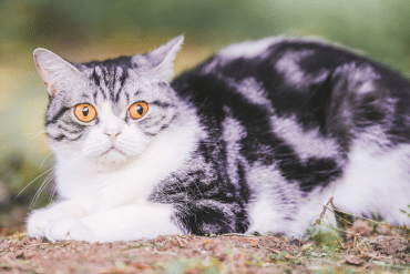 why are cats afraid of loud noises