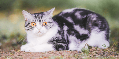 why are cats afraid of loud noises