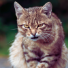 why do cats growl?