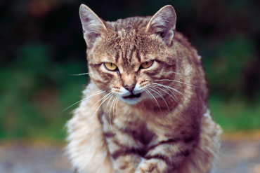 why do cats growl?