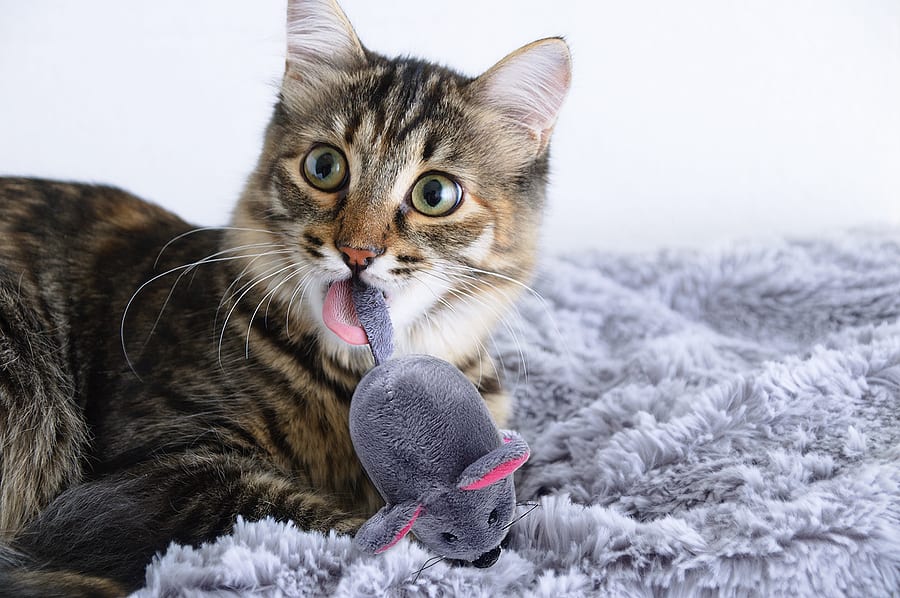 Why Do Cats Carry Toys In Their Mouths?