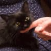 why do cats give love bites