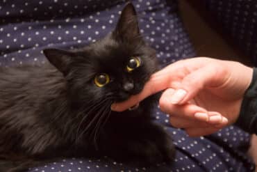 why do cats give love bites