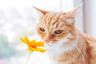 what smells do cats hate?
