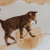 Why Do Cats Carry Toys In Their Mouths?