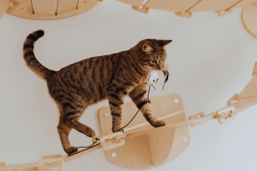 Why Do Cats Carry Toys In Their Mouths?