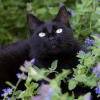 facts about catnip