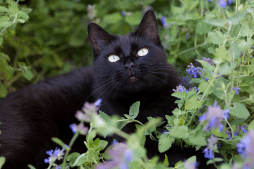 facts about catnip