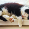 how to tell if your cat has dementia