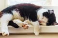 how to tell if your cat has dementia