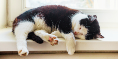 how to tell if your cat has dementia