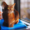 how to help your cat cope with loss
