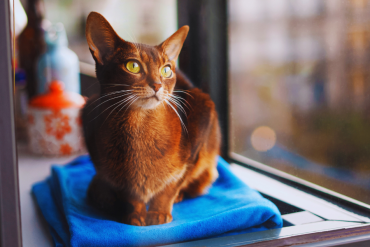 how to help your cat cope with loss