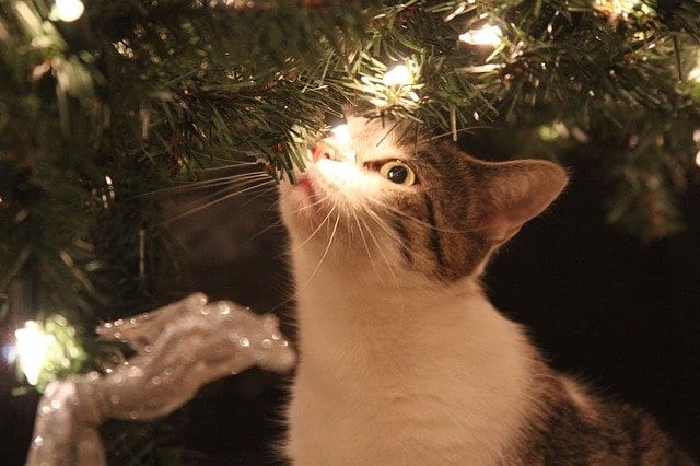 cat-proof Christmas tree