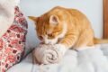 playing with yarn