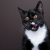 thanksgiving foods you can share with your cat
