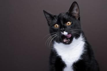 thanksgiving foods you can share with your cat